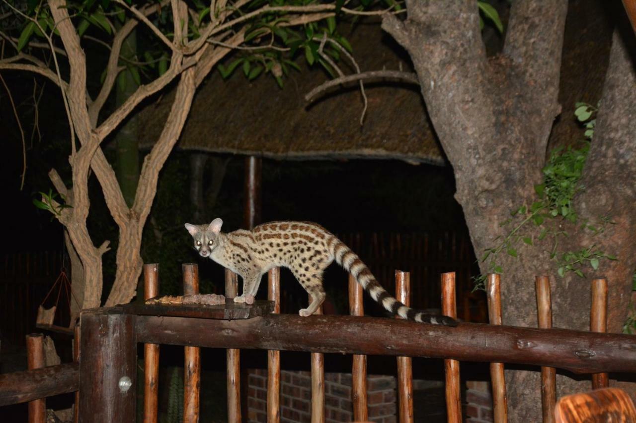 Bona Ngwenya Lodge & Safaris Marloth Park Extérieur photo